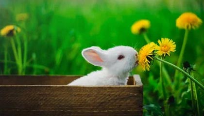 开云体育app网页版安全-_掘金士气高昂，攻防两端表现出色_，掘金的战术